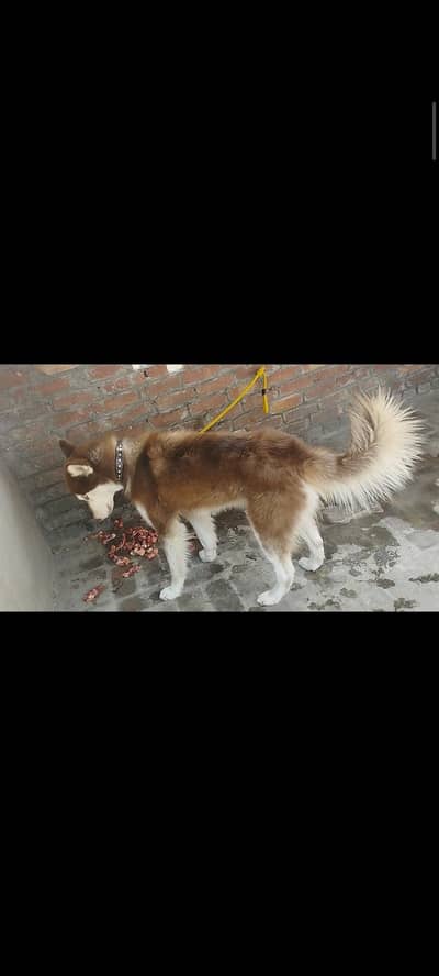 Siberian husky Male Long Coat & huge size