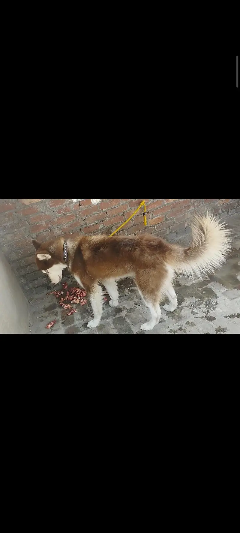 Siberian husky Male Long Coat & huge size — photo 4