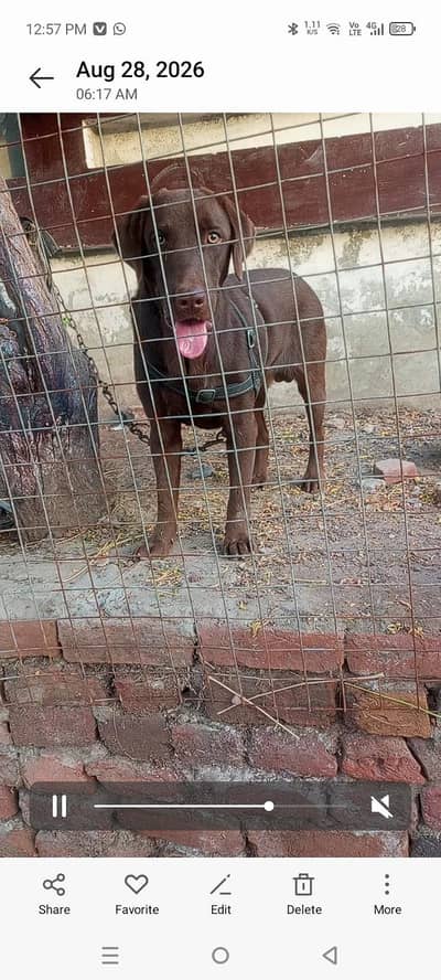 chocolate Labrador puppy
