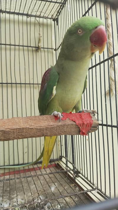 sell raw parrot female