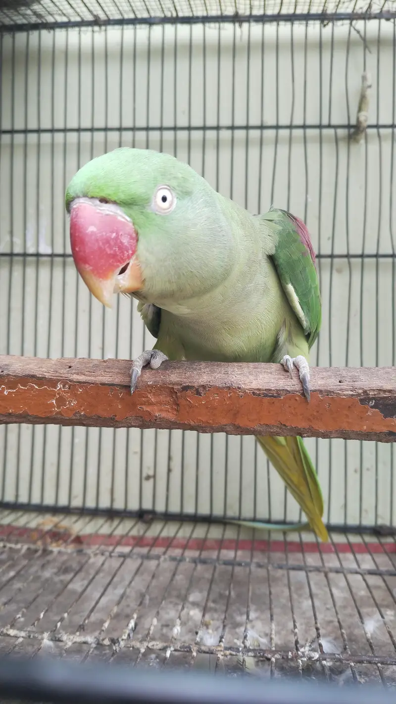 sell raw parrot female — photo 2