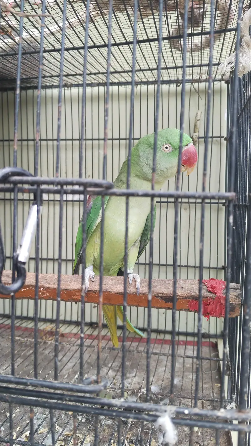sell raw parrot female — photo 3