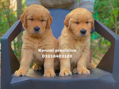 Golden retriever pedigreed puppies available for sale
