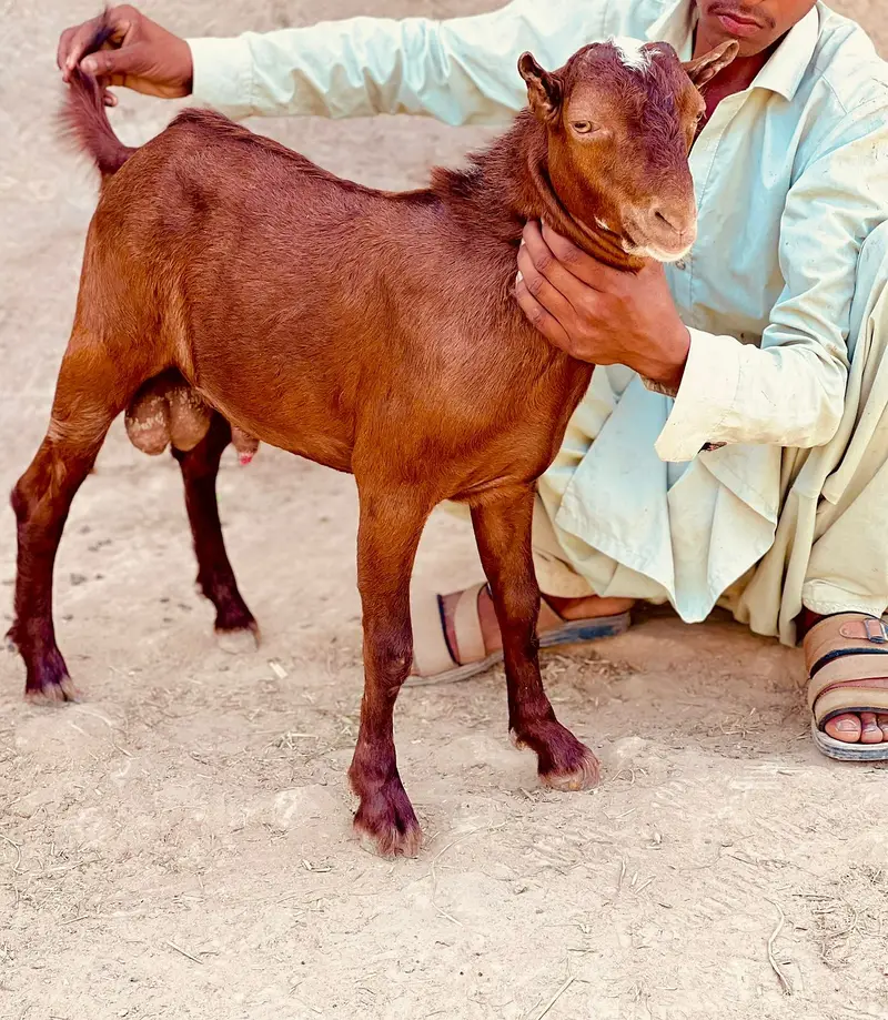 Tedda male | tedda bakra | tedda lal chamba | bakra | goat