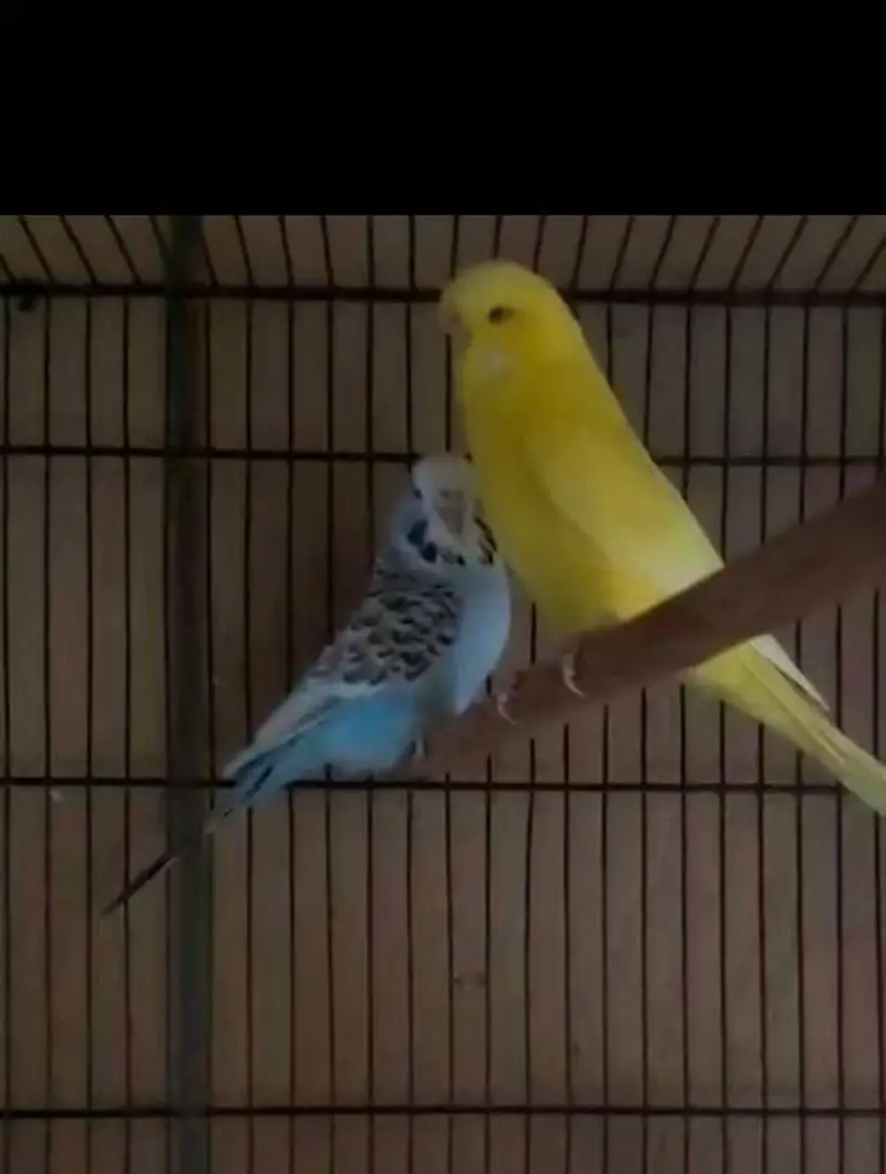 Lovebird  budgies  Astliun parrot — photo 2