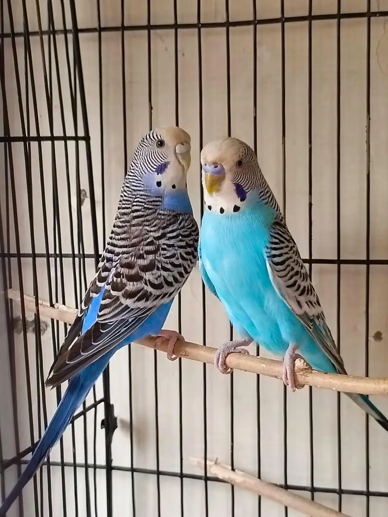 Lovebird  budgies  Astliun parrot — photo 3