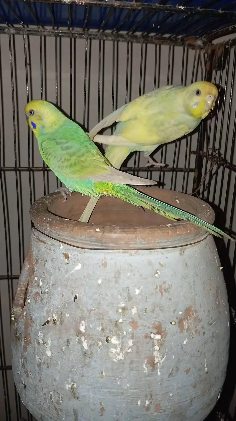 Lovebird  budgies  Astliun parrot — photo 4