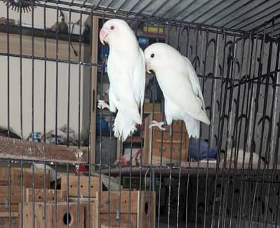 Lovebird