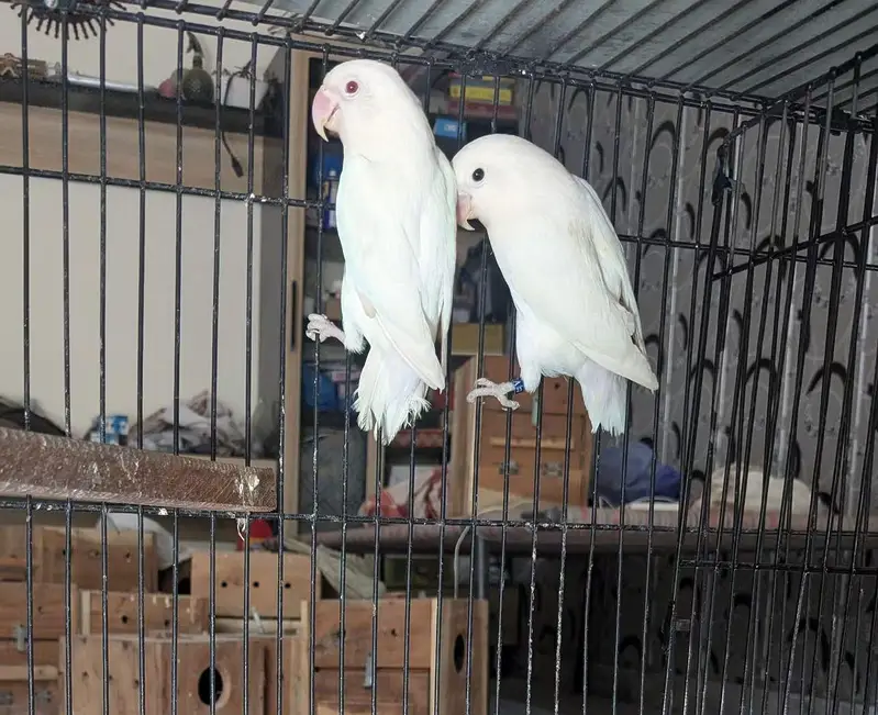 Lovebird  budgies  Astliun parrot — photo 5