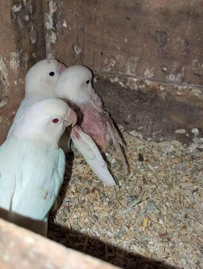 Lovebird  budgies  Astliun parrot — photo 6
