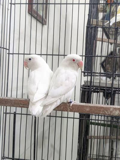 Lovebird
