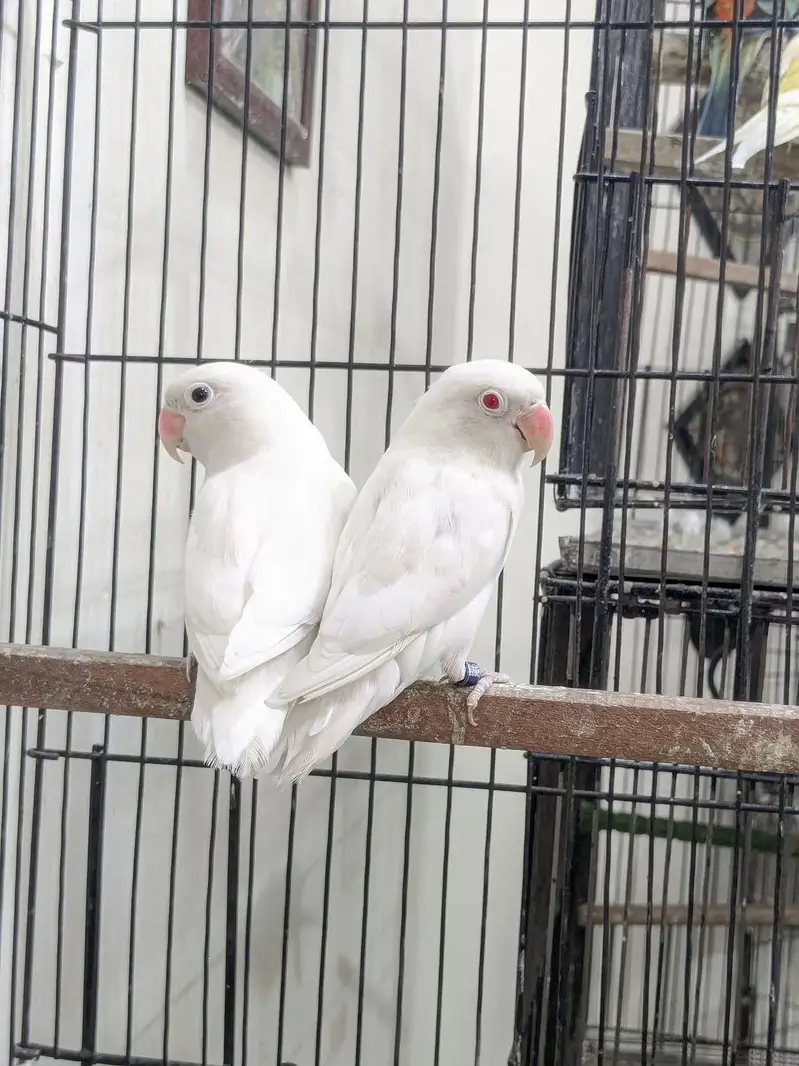 Lovebird  budgies  Astliun parrot — photo 7