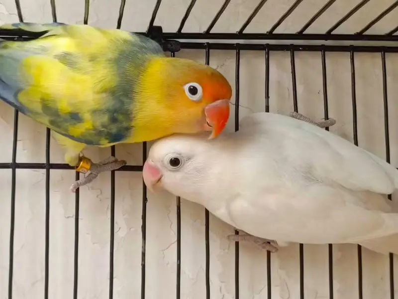 Lovebird  budgies  Astliun parrot — photo 8