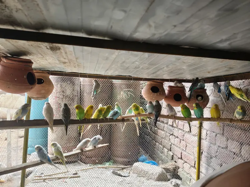 Lovebird  budgies  Astliun parrot — photo 10