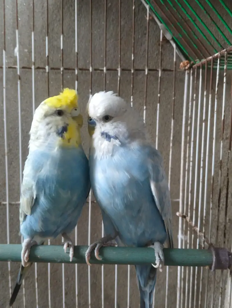 Lovebird  budgies  Astliun parrot — photo 11