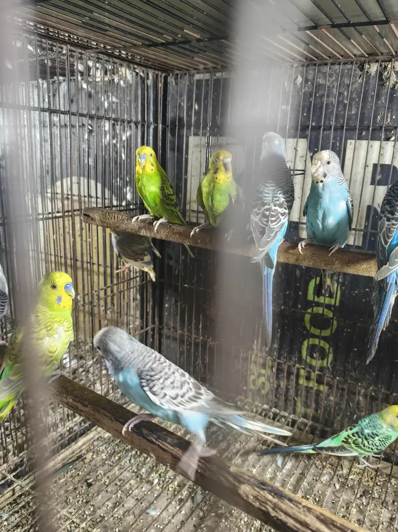 Lovebird  budgies  Astliun parrot — photo 12