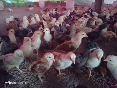 Golden misri chicks for sale