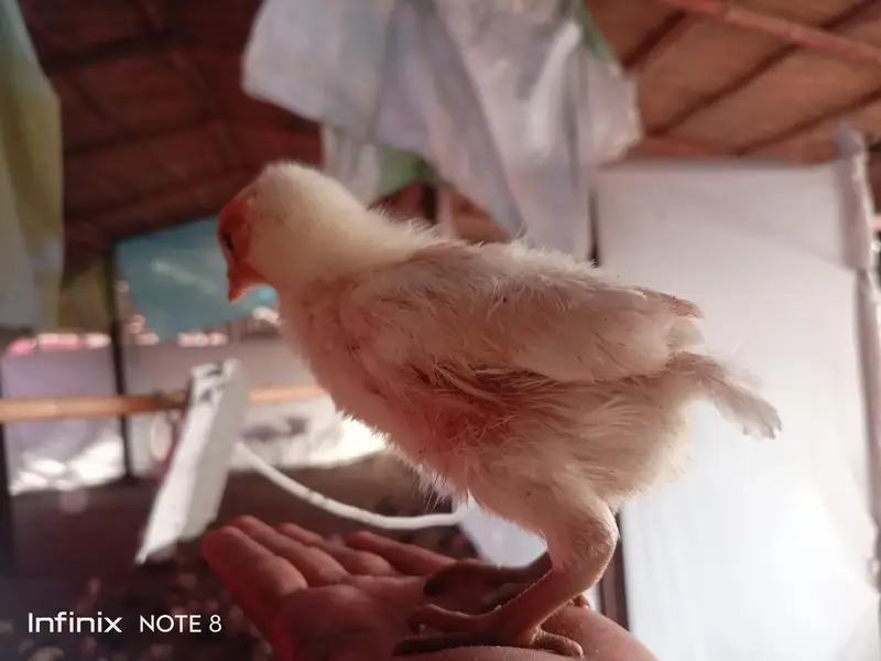 Golden misri chicks for sale — photo 3