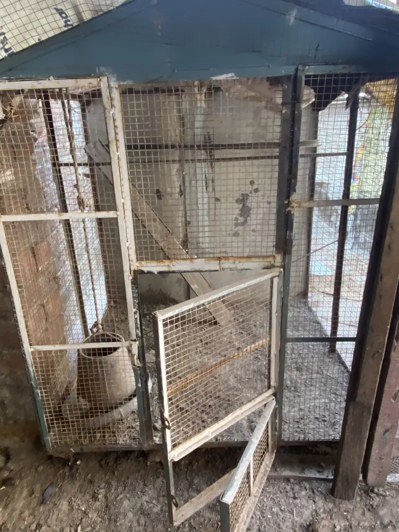 Bird 2 cages for sale — photo 2