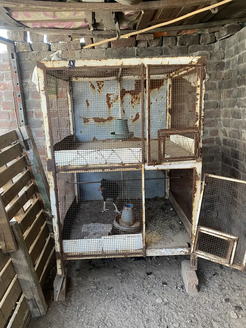 Bird 2 cages for sale — photo 4