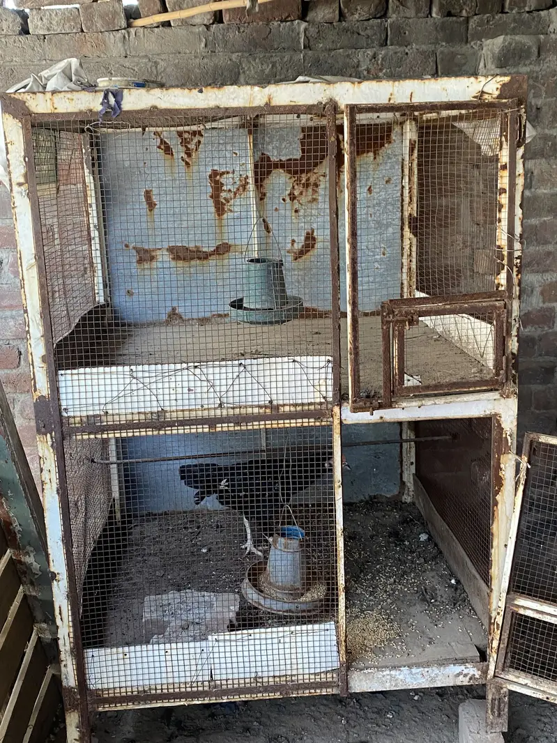 Bird 2 cages for sale — photo 5
