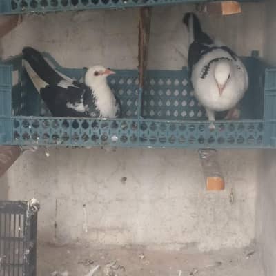 3 pair black and white sherazi Pigeons for sale