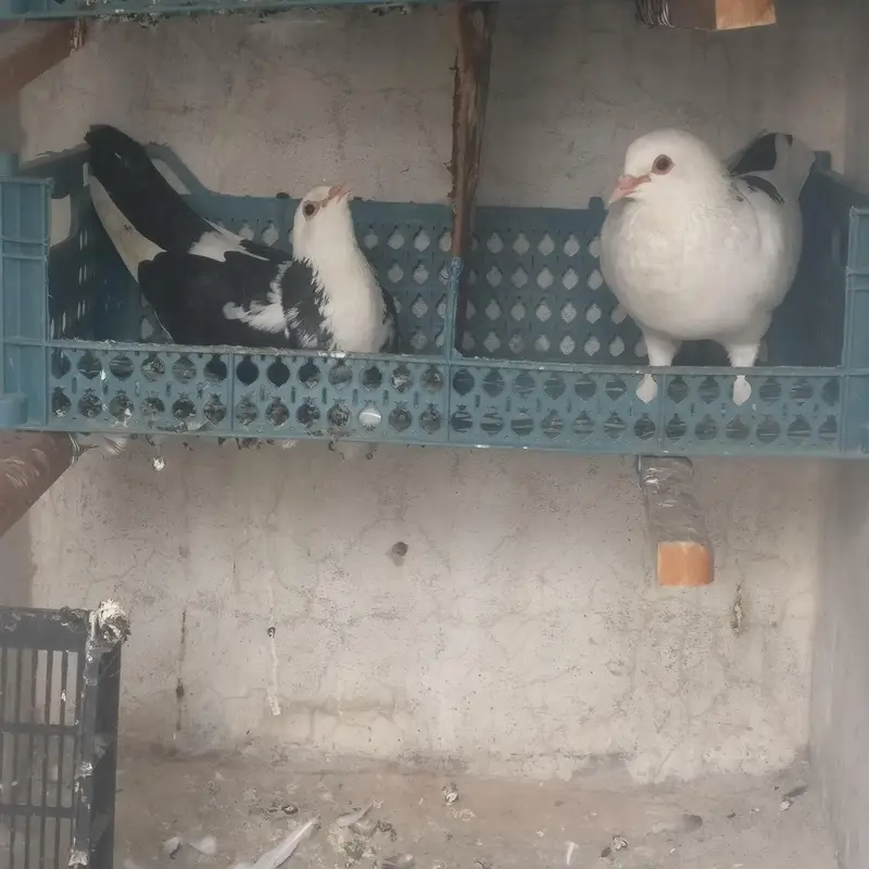 3 pair black and white sherazi Pigeons for sale — photo 2
