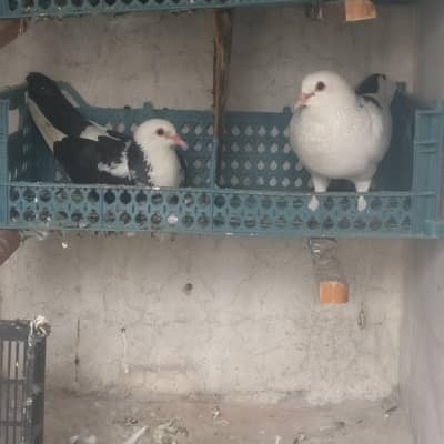 10 pair sherazi breeder Pair for sale