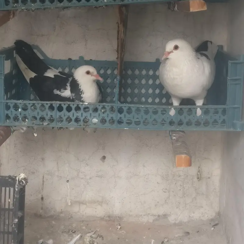 3 pair black and white sherazi Pigeons for sale — photo 3
