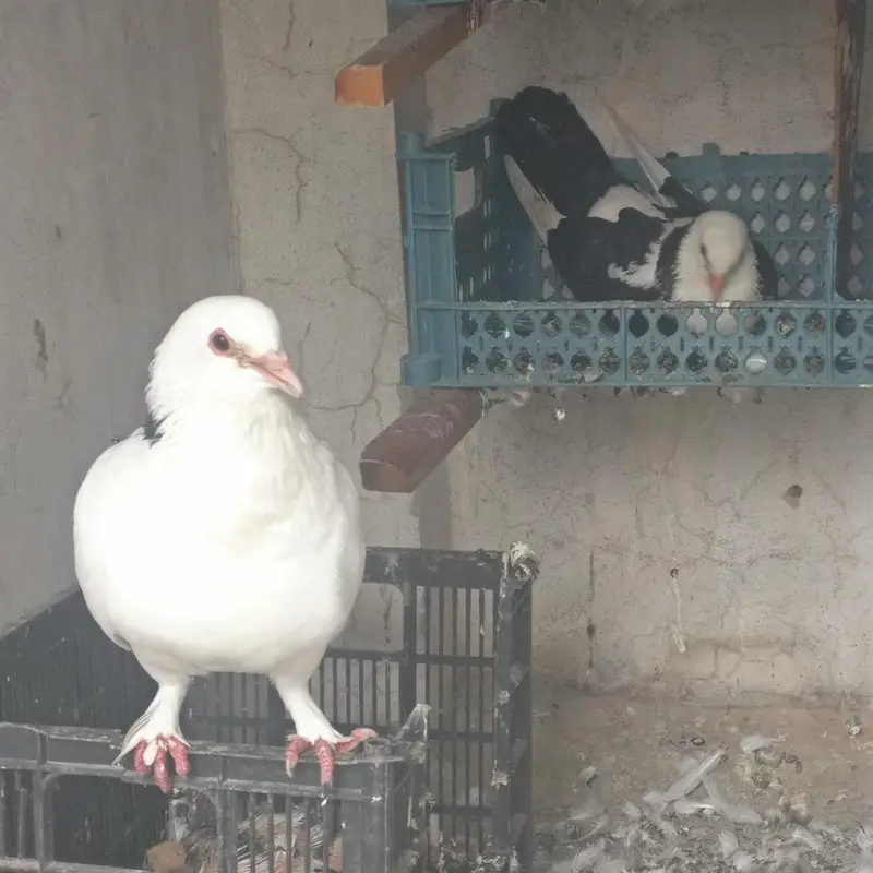 3 pair black and white sherazi Pigeons for sale — photo 4