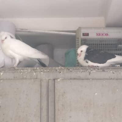 10 pair sherazi breeder Pair for sale