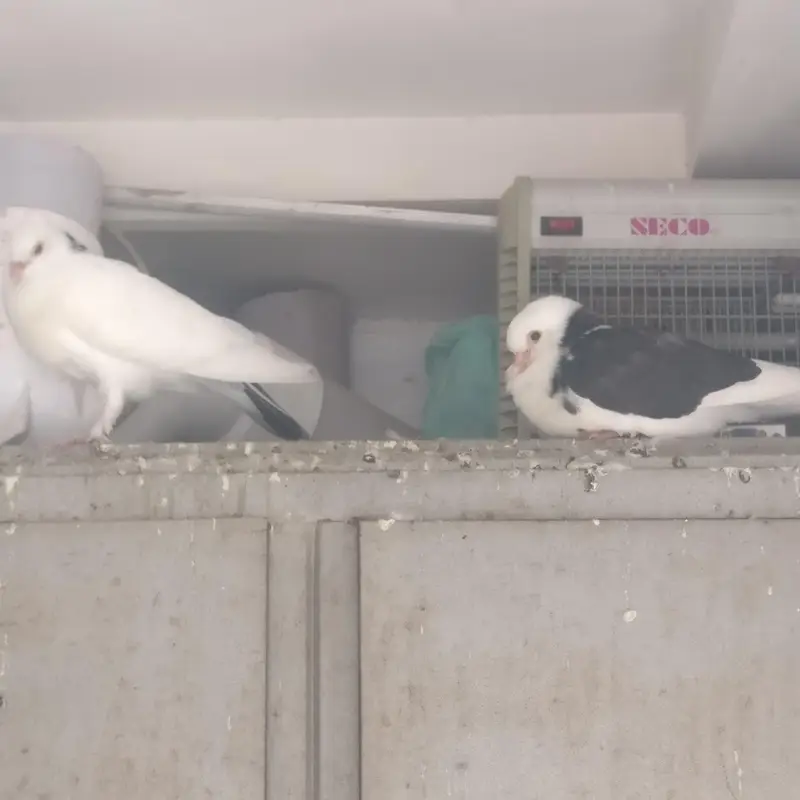3 pair black and white sherazi Pigeons for sale — photo 5