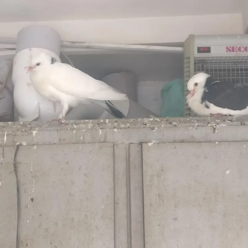 3 pair black and white sherazi Pigeons for sale — photo 6