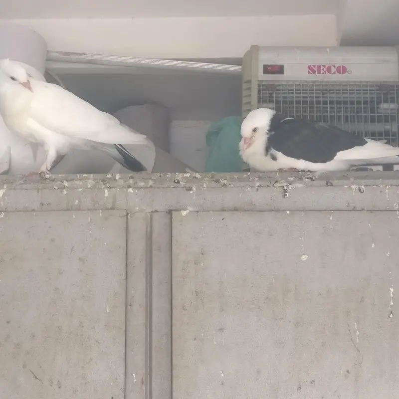 3 pair black and white sherazi Pigeons for sale — photo 7