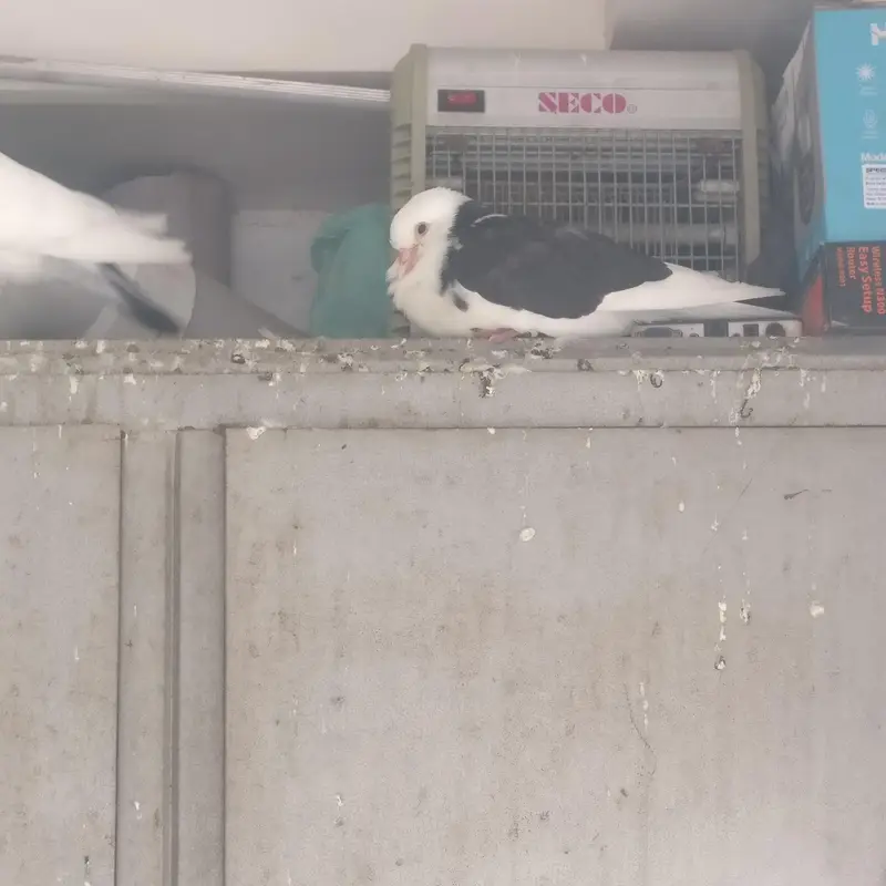 3 pair black and white sherazi Pigeons for sale — photo 8
