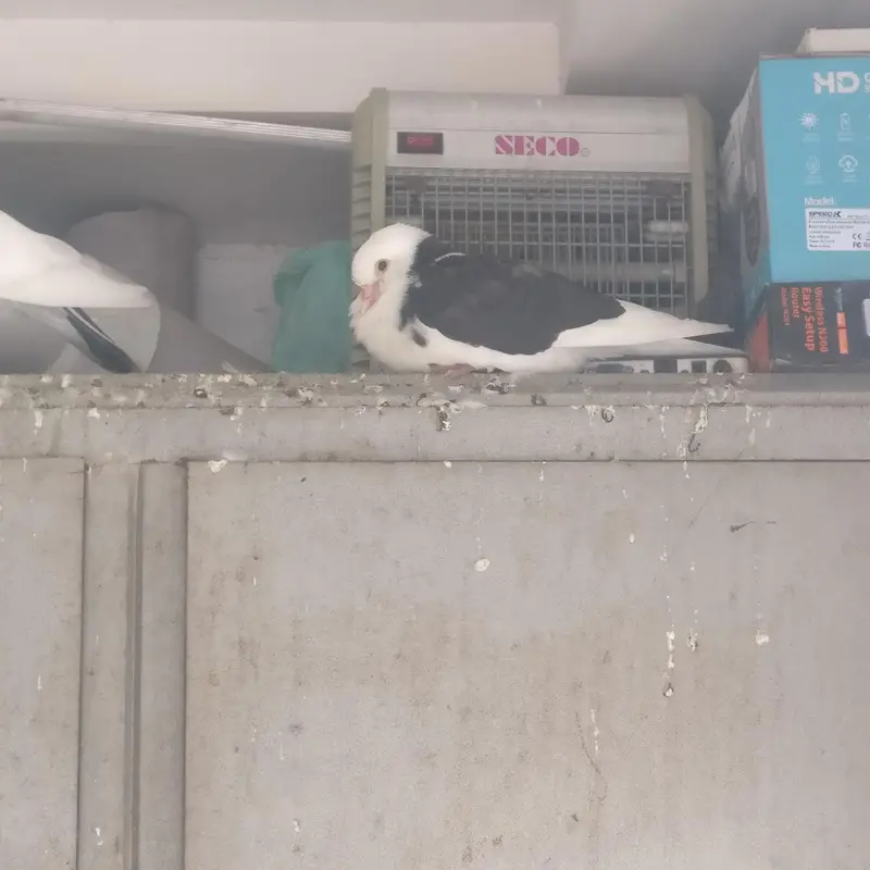 3 pair black and white sherazi Pigeons for sale — photo 9