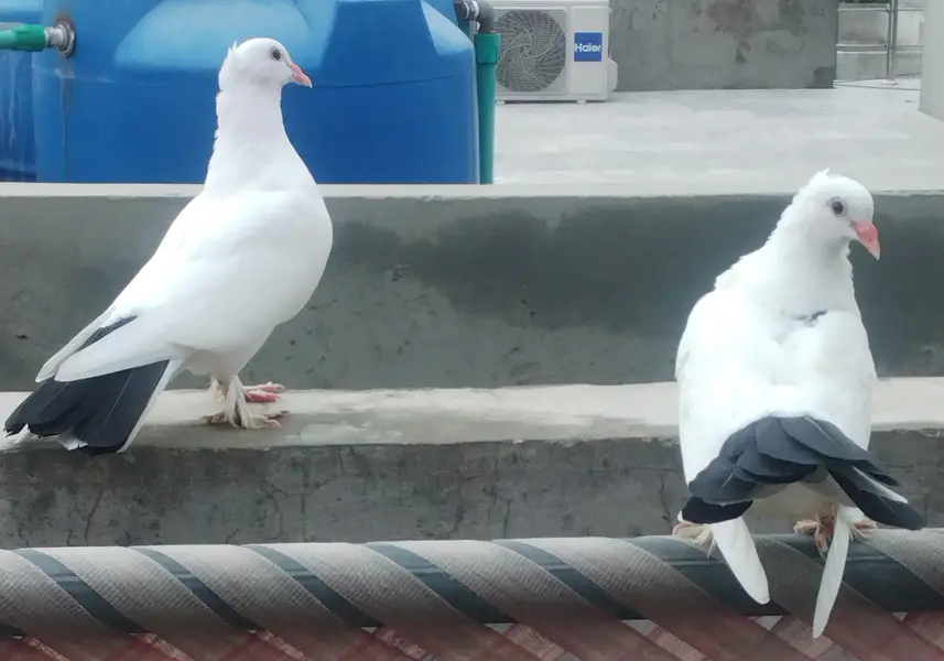 3 pair black and white sherazi Pigeons for sale — photo 10