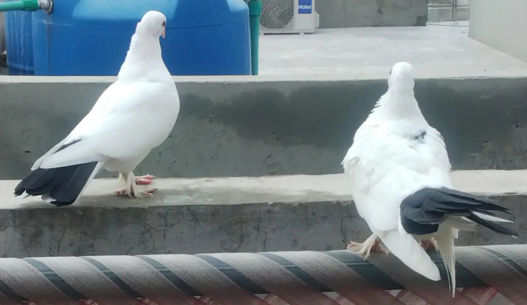 3 pair black and white sherazi Pigeons for sale — photo 11