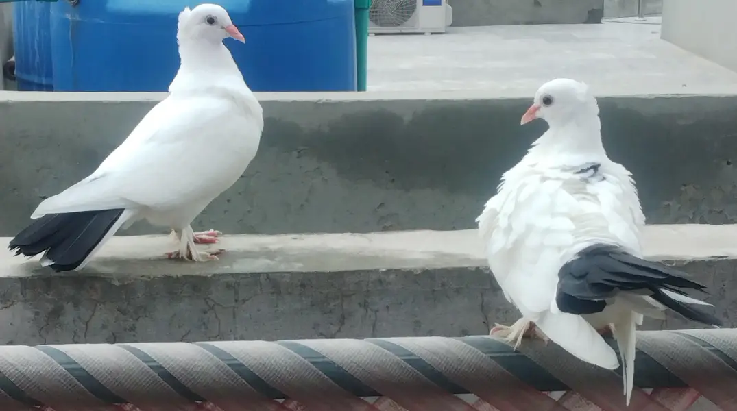 3 pair black and white sherazi Pigeons for sale — photo 12