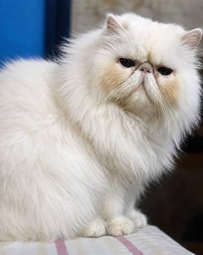 Piki Face Odd Eyes Carrier Stud Male Cat Peke