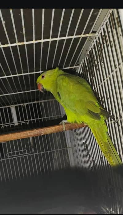 parrot