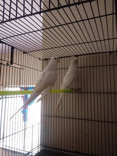 Red eyes breeder pair all ok