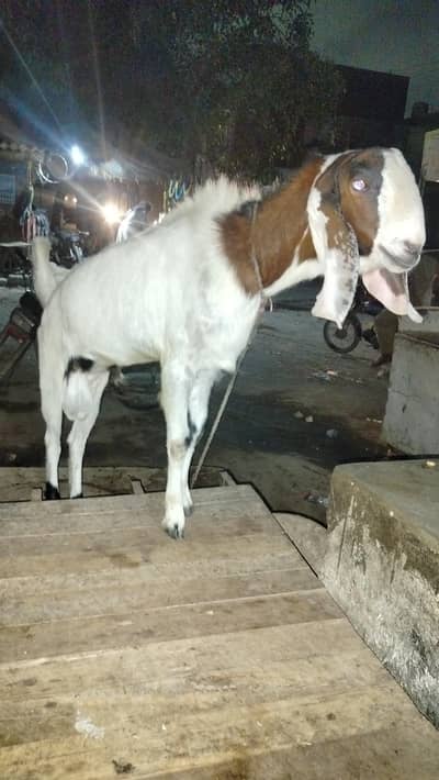bakra