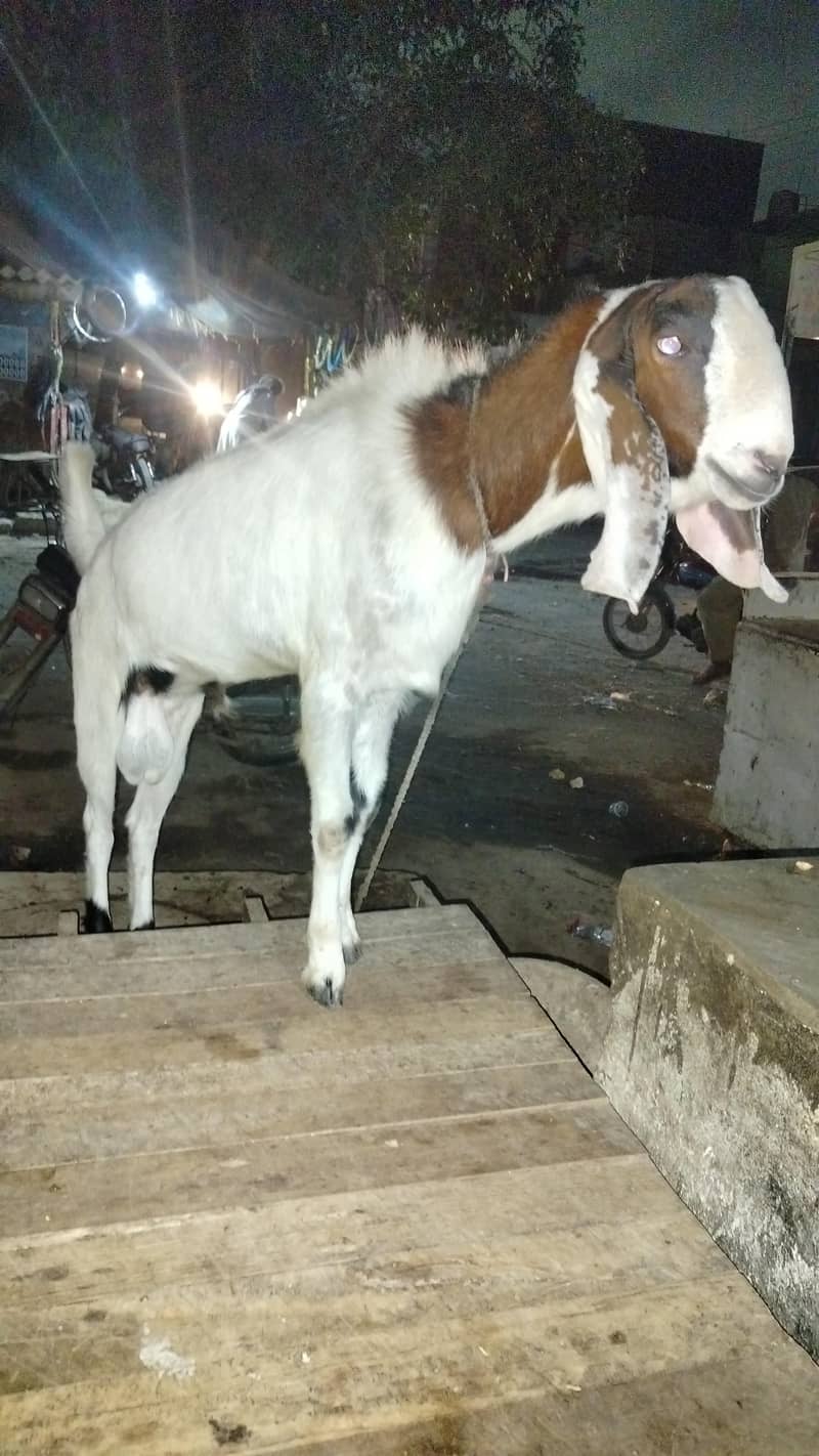 bakra 0