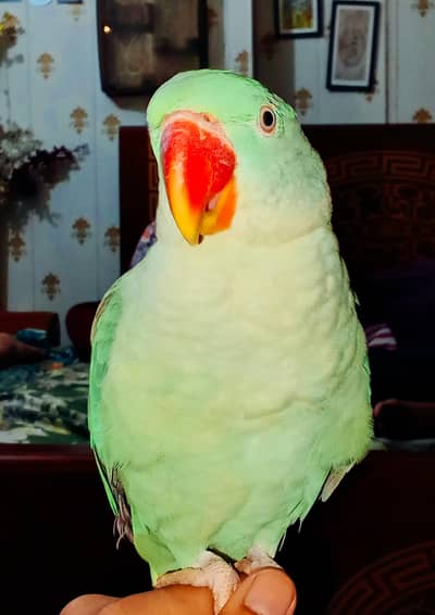 Alexander parrot pair