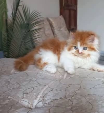 Beautiful Persian Cat for Sale | Healthy & Adorable