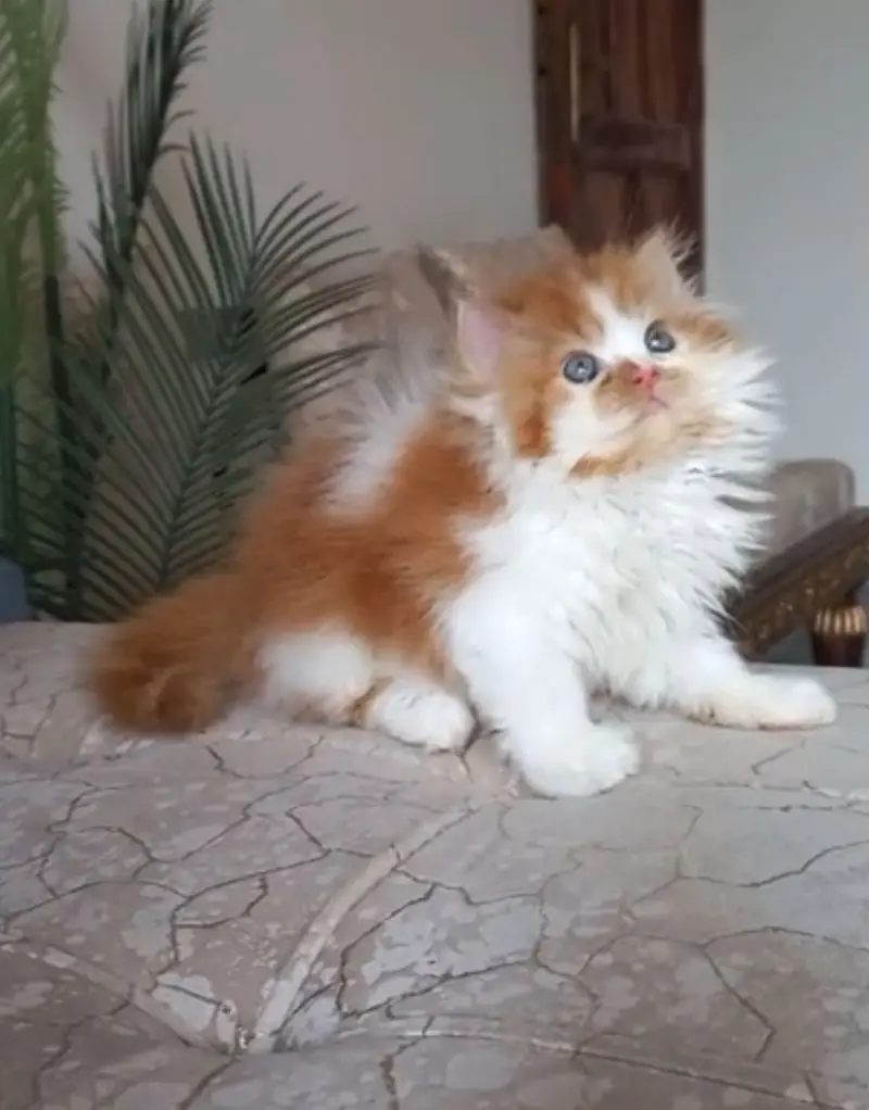 Beautiful Persian Cat for Sale | Healthy & Adorable — photo 2