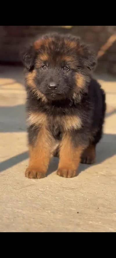 German Shepherd baby Fossil mail ormy WhatsApp 317=14=11=573