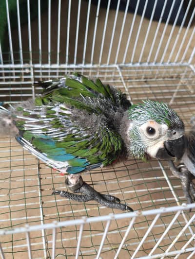 MACAw  chest nut fronted  chick available