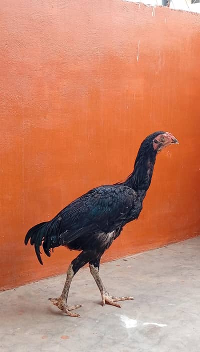 haldi pure aseel hens for sale